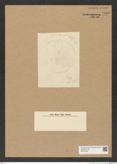 Diatomeae indet. Zeichnungen Sammlung Grunow Nr. 7960 (NHMW-BOT-W0377245)